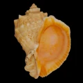 DSC07706.JPG