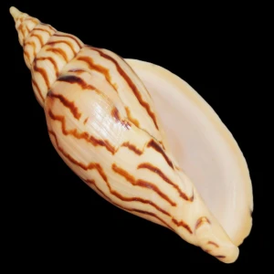 Muszla zwójki Harpulina lapponica loroisi (Valenciennes, 1863) n.3