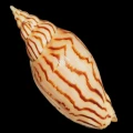 DSC07692.JPG