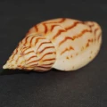 DSC07694.JPG
