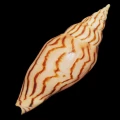 DSC07695.JPG