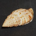 DSC07718.JPG