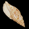 DSC07724.JPG