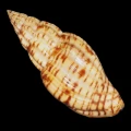 DSC07719.JPG
