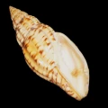 DSC07720.JPG