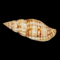 DSC07721.JPG