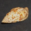 DSC07722.JPG