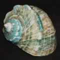 DSC07726.JPG