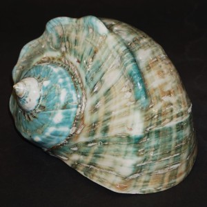 Muszla turbana Turbo marmoratus (Linne, 1758) n.6
