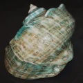 DSC07727.JPG