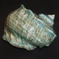 DSC07728.JPG