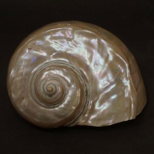 Muszla turbana Turbo marmoratus polerowana n.4