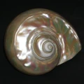 DSC07733.JPG