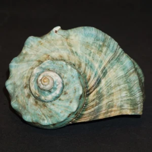 Muszla turbana Turbo marmoratus (Linne, 1758) n.7