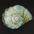 DSC07767.JPG