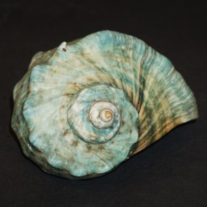 Muszla turbana Turbo marmoratus (Linne, 1758) n.7