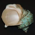 DSC07769.JPG