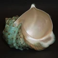 DSC07770.JPG