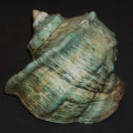 DSC07788.JPG