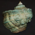 DSC07790.JPG