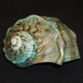 DSC07772.JPG