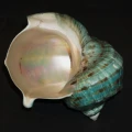 DSC07774.JPG
