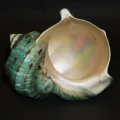 DSC07775.JPG
