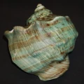 DSC07789.JPG