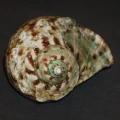 DSC07778.JPG