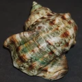 DSC07779.JPG