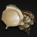 DSC07780.JPG