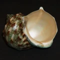 DSC07787.JPG