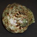 DSC07783.JPG