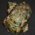DSC07785.JPG