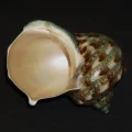 DSC07786.JPG