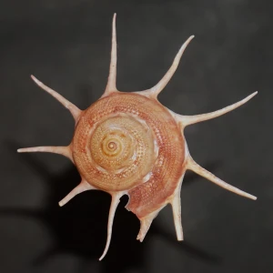 Muszla Guildfordia yoka (Jousseaume, 1899) n.2