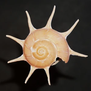 Muszla Guildfordia superba (Poppe, Tagaro & Dekker, 2005) n.2
