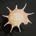 DSC07808.JPG