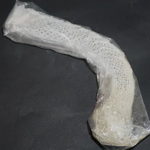 Naturalna gąbka szklista Euplectella aspergillum n.4