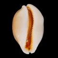 DSC07855.JPG