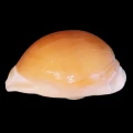 DSC07857.JPG