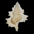 DSC07865.JPG