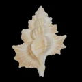DSC07863.JPG