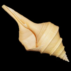 Muszla Syrinx aruanus (Linne, 1758) n.4.1