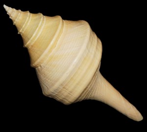Muszla Syrinx aruanus (Linne, 1758) n.4.1