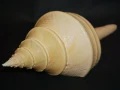 DSC07868.JPG