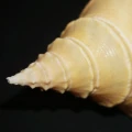 DSC07869.JPG