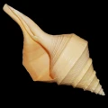 DSC07871.JPG