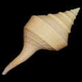 DSC07874.JPG