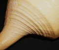 DSC07875.JPG